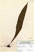 藏品(膜葉星蕨)的圖片